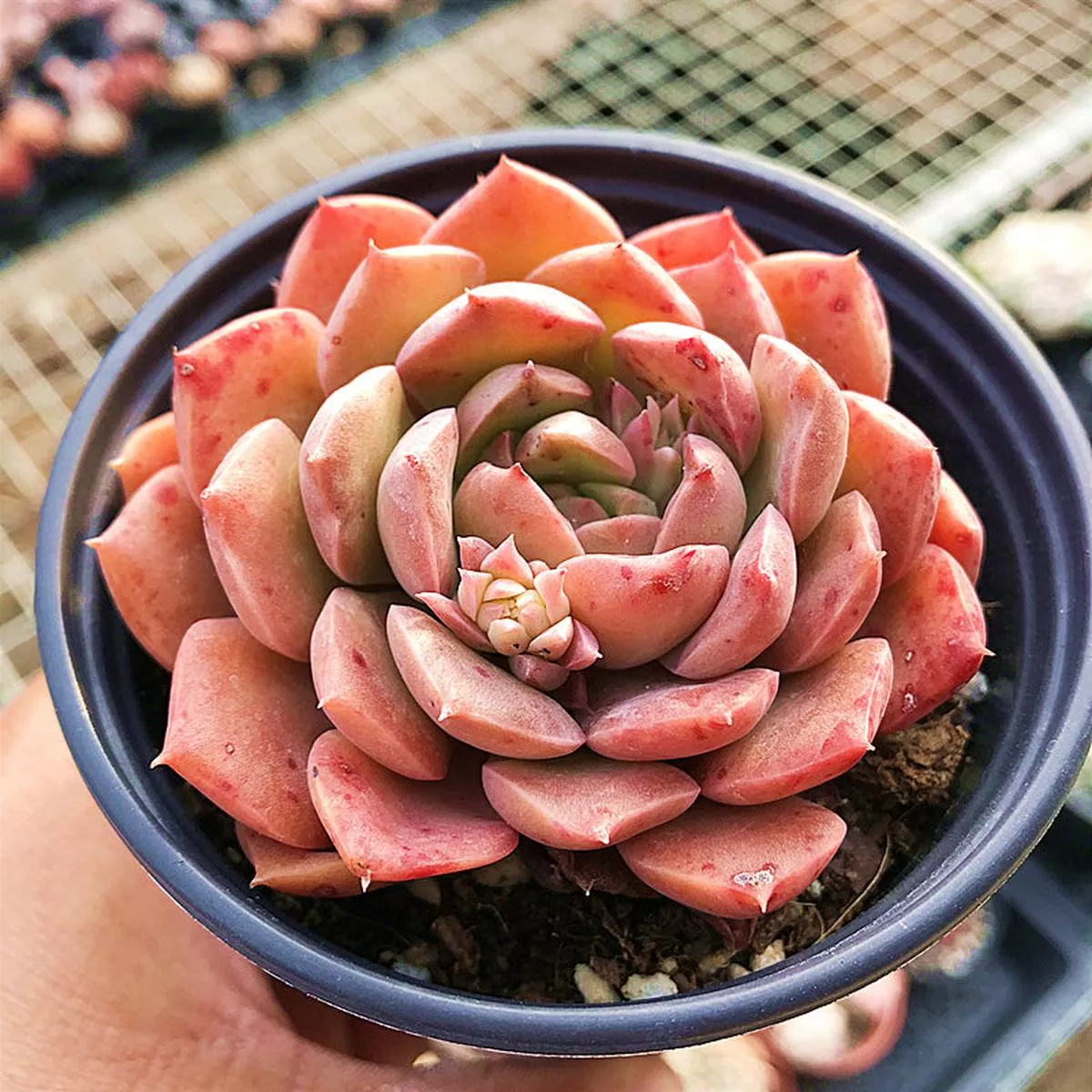 Real Live Succulent Cactus Plant : Echeveria’Mohican ’