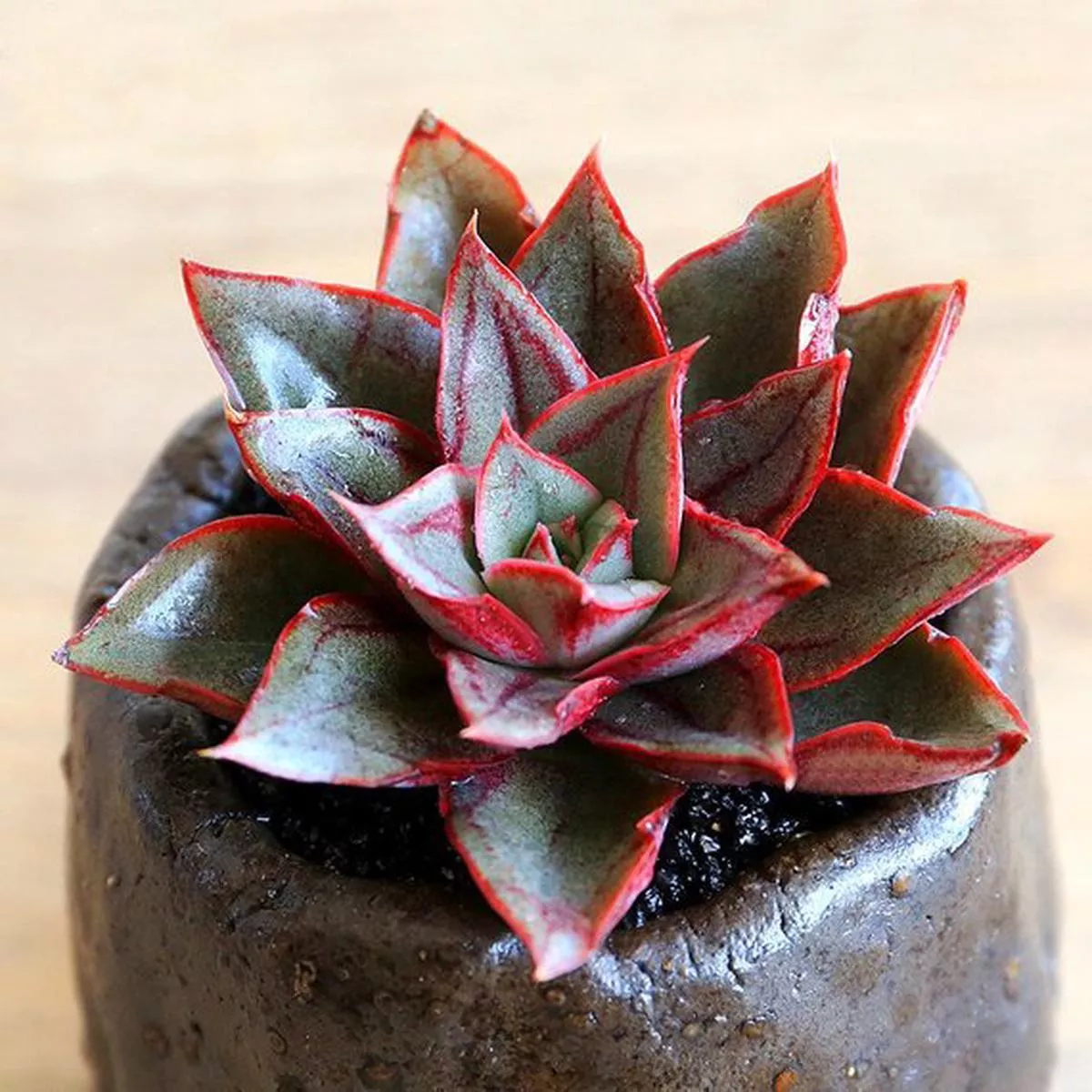 Real Live Succulent Cactus Plant : Echeveria’Monocerotis ’