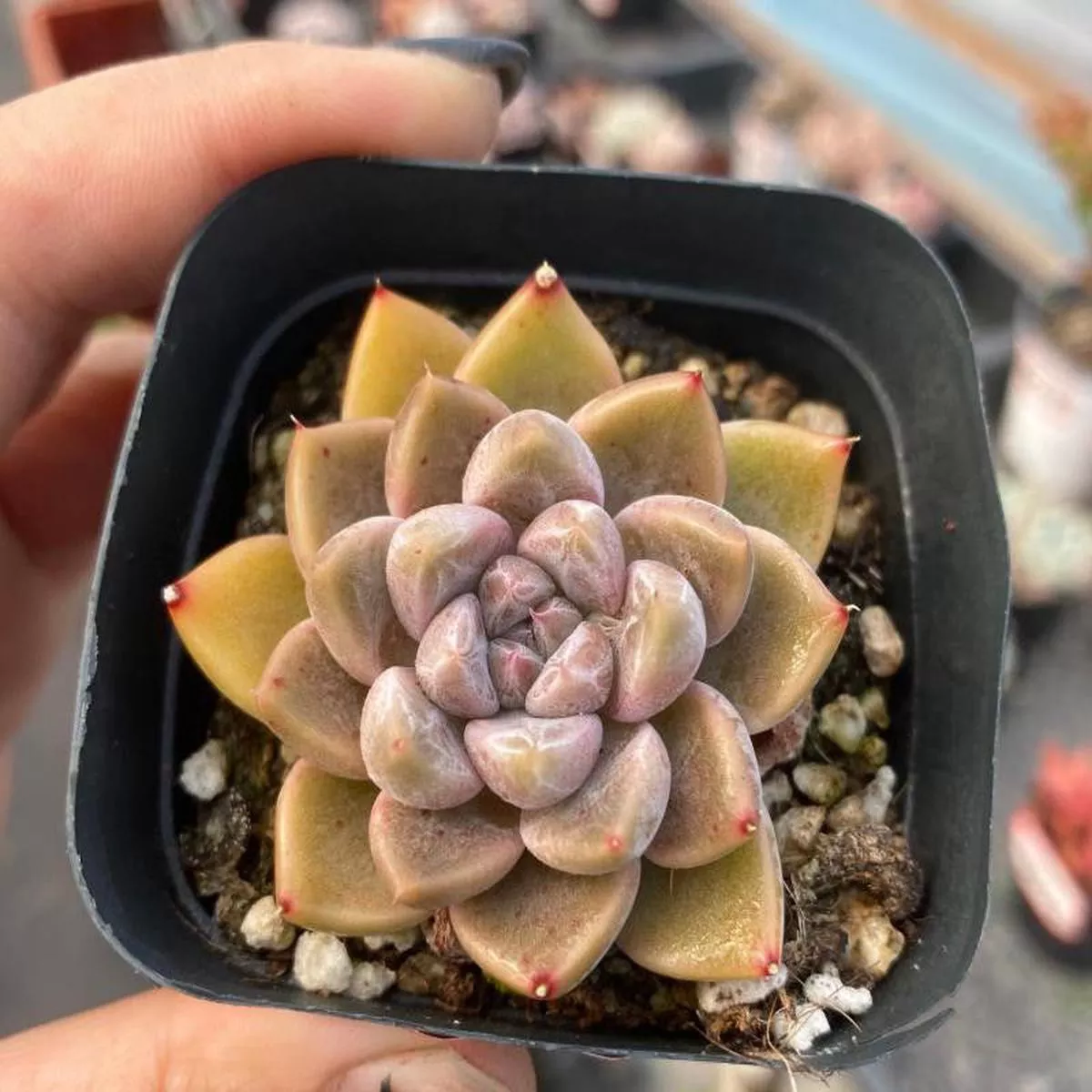 Real Live Succulent Cactus Plant :Echeveria’Nebula ’