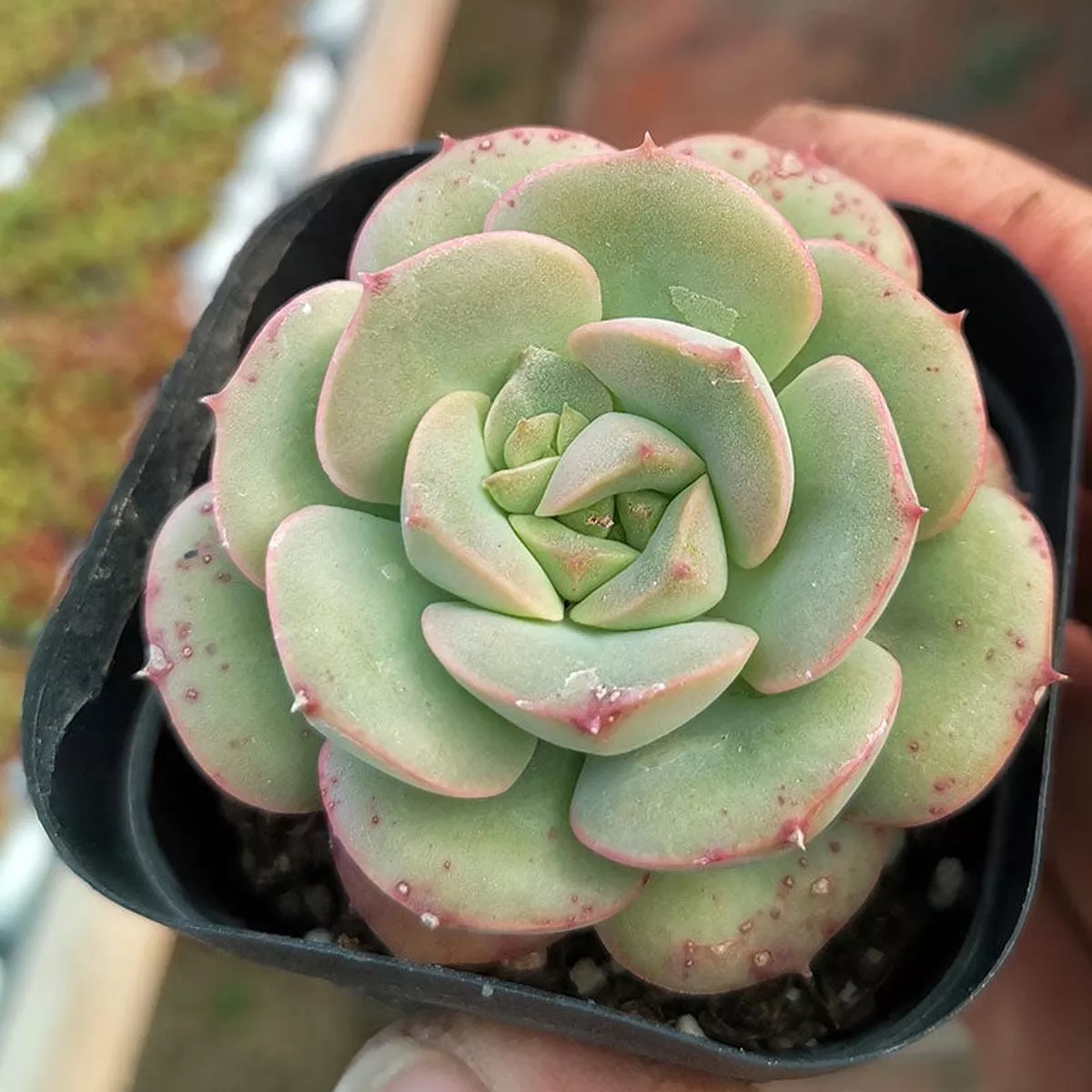 Real Live Succulent Cactus Plant :Echeveria’Nicksana ’