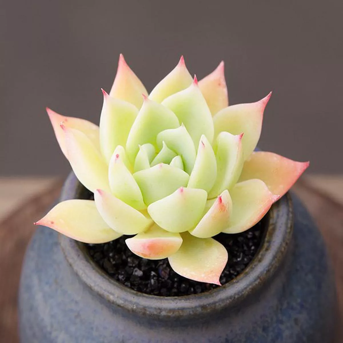 Real Live Succulent Cactus Plant : Echeveria Pansy