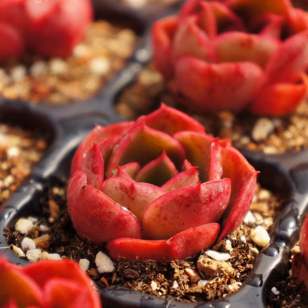 Real Live Succulent Cactus Plant :Echeveria’Relena ’