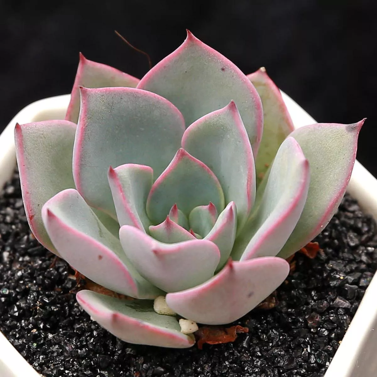 Real Live Succulent Cactus Plant :Echeveria’Riga ’