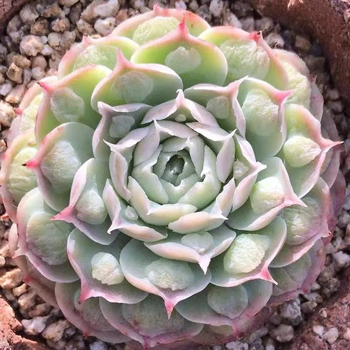 Real Live Succulent Cactus Plant :Echeveria sp.’Gilo ’