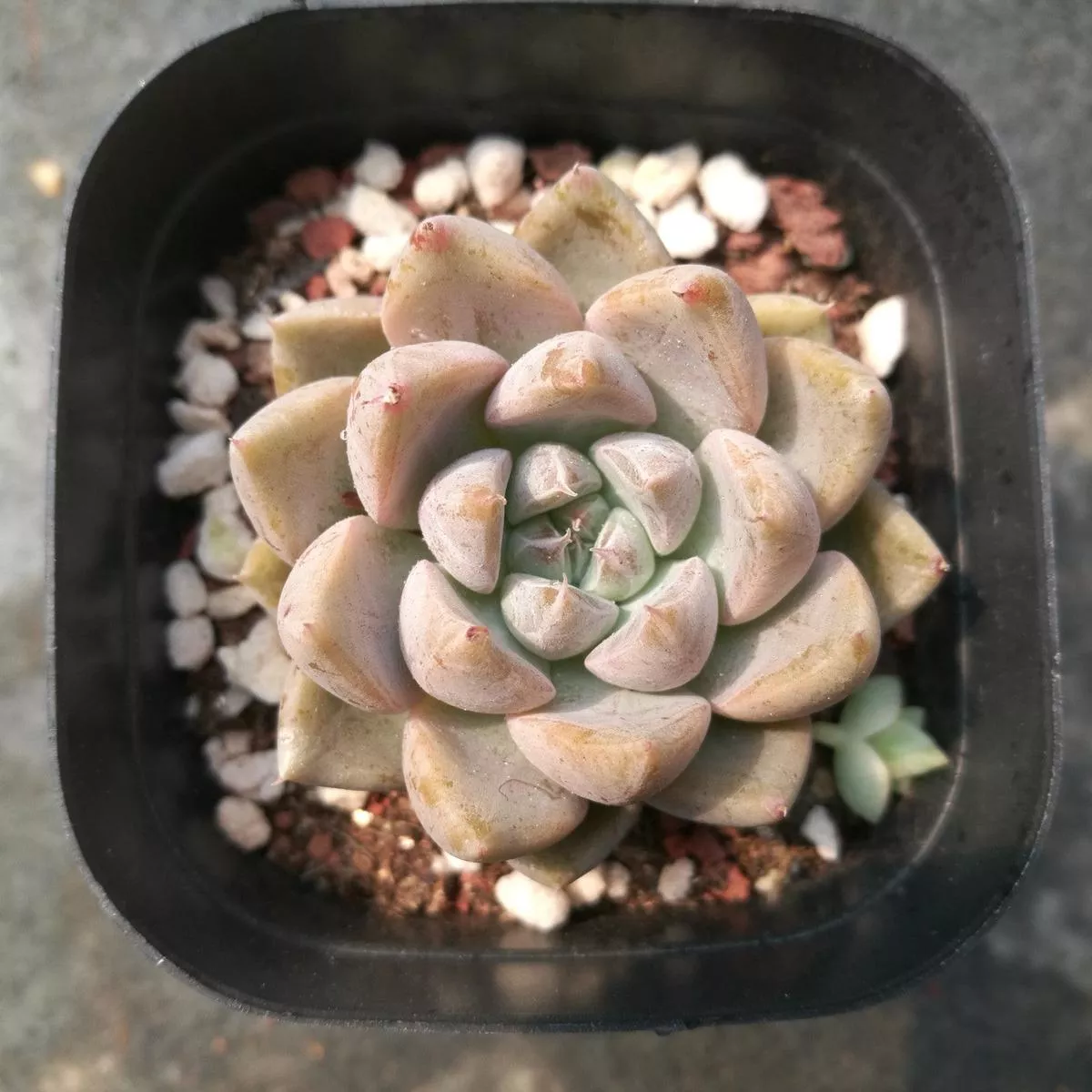 Real Live Succulent Cactus Plant :Echeveria’Star Valley ’