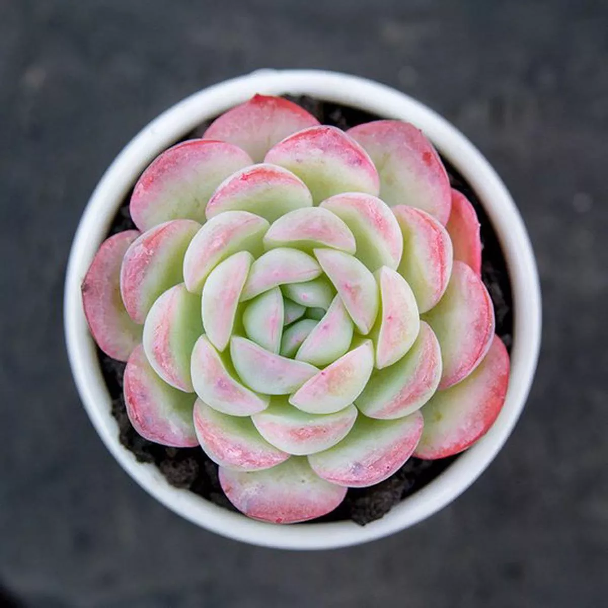 Real Live Succulent Cactus Plant : Echeveria’Suryeon ’