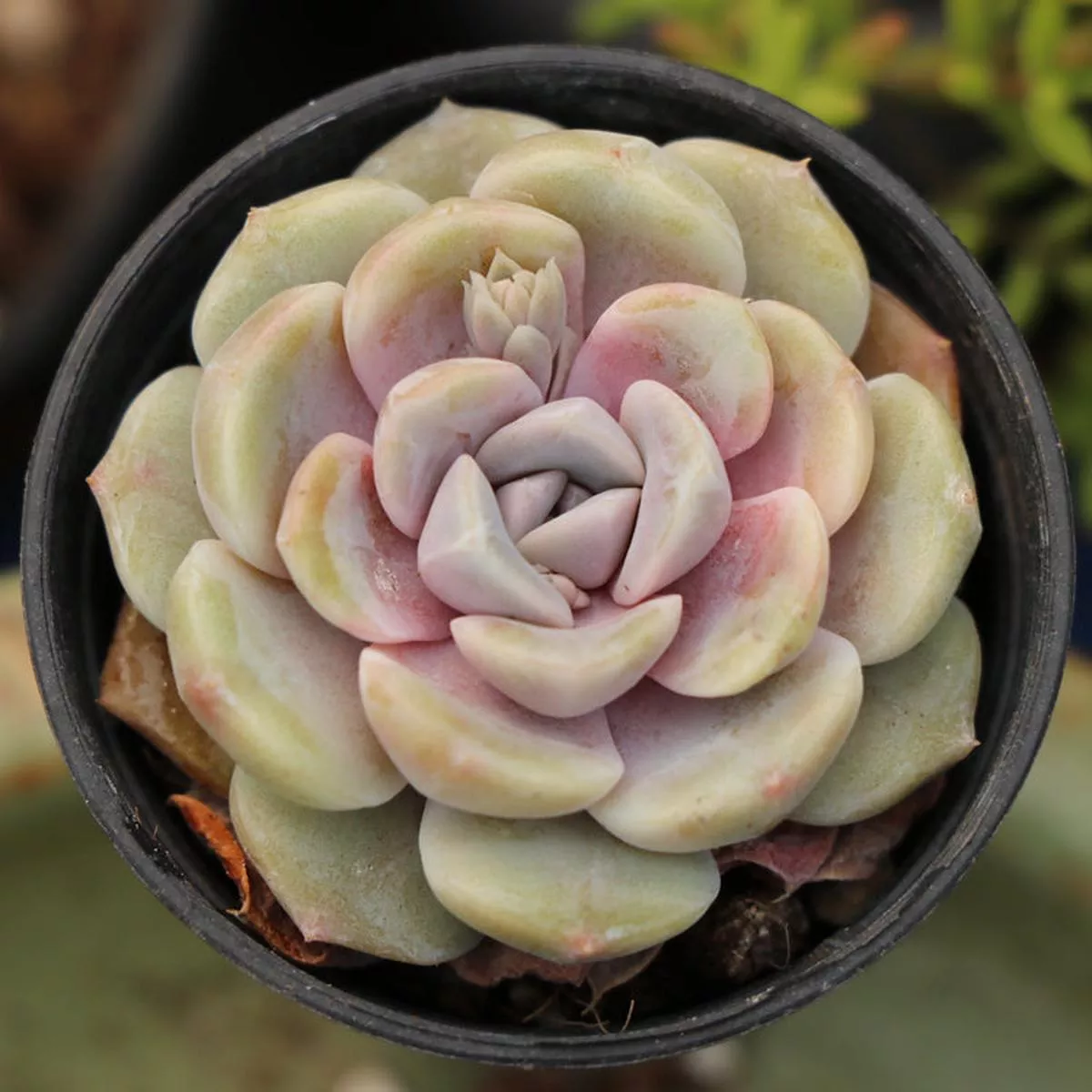 Real Live Succulent Cactus Plant :Echeveria’Tynie Burger ’