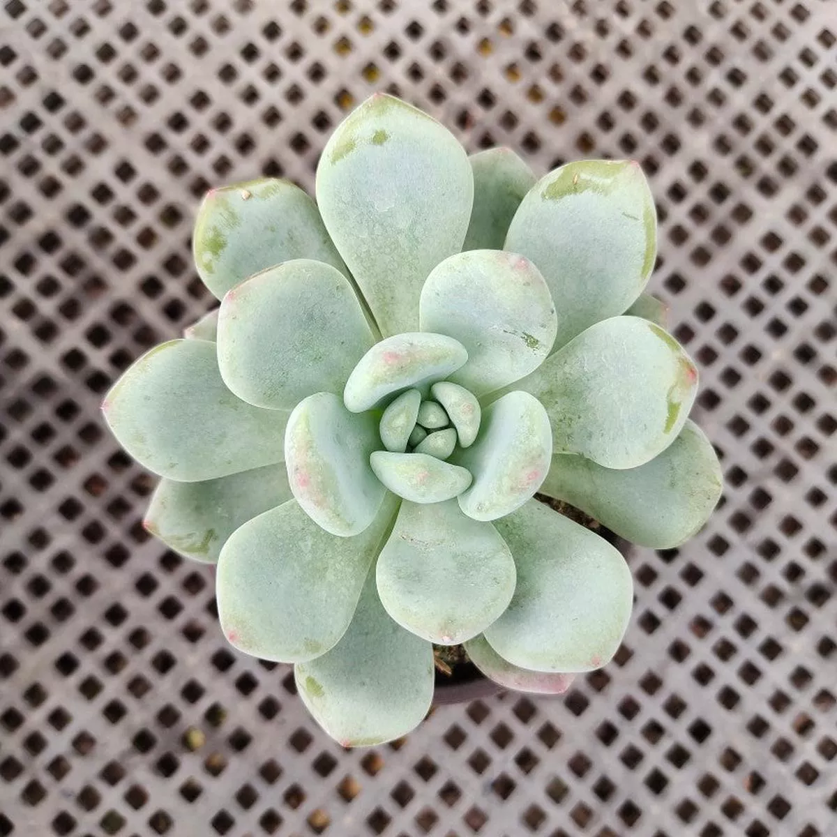Real Live Succulent Cactus Plant :Echeveria’Wangshu ’