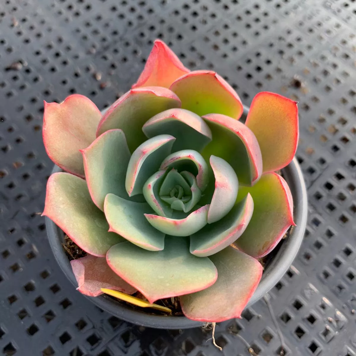 Real Live Succulent Cactus Plant :Echeveria’White Rose ’