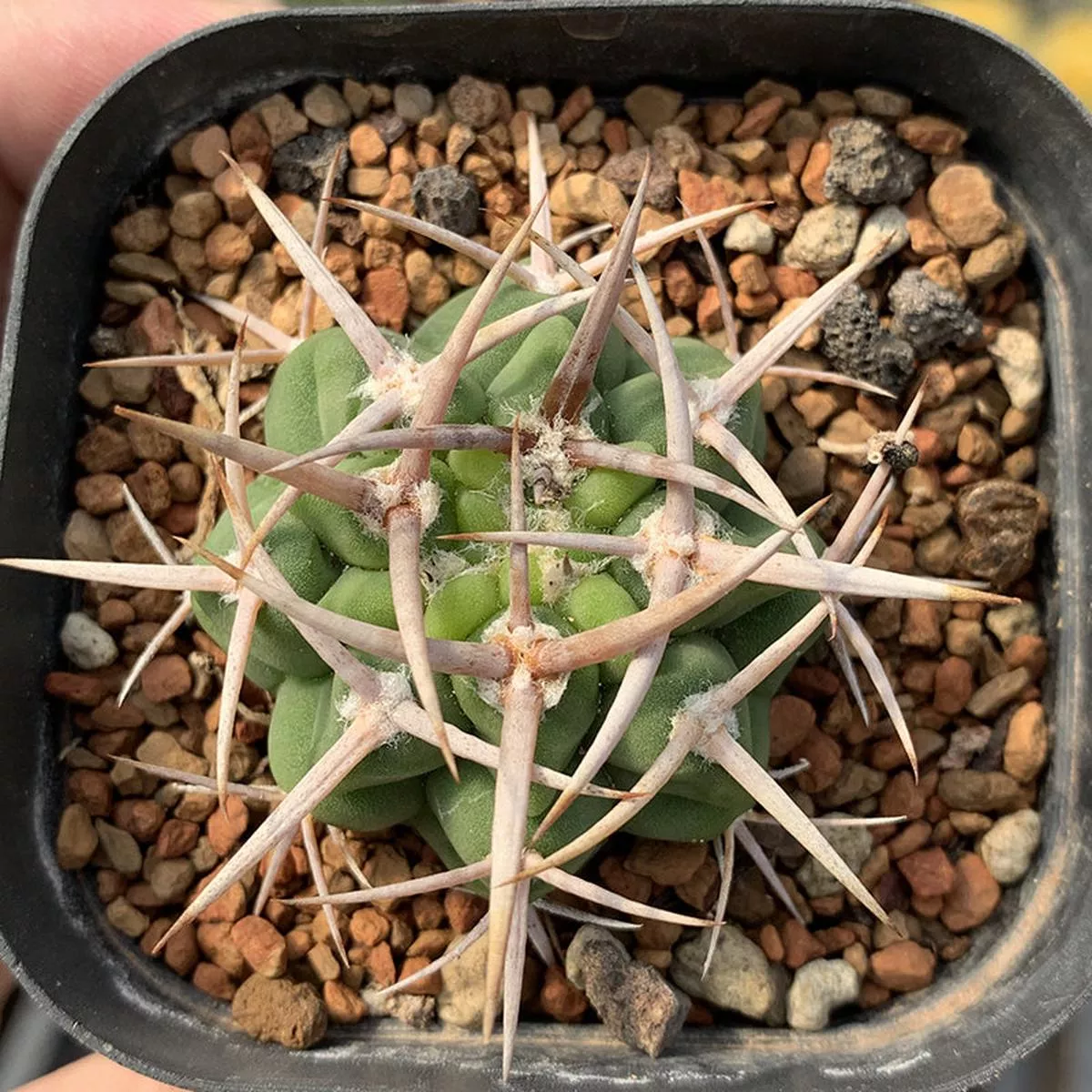 Real Live Succulent Cactus Plant :Gymnocalycium ambatoense