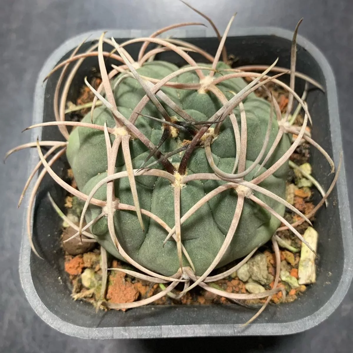 Real Live Succulent Cactus Plant :Gymnocalycium castellanosii