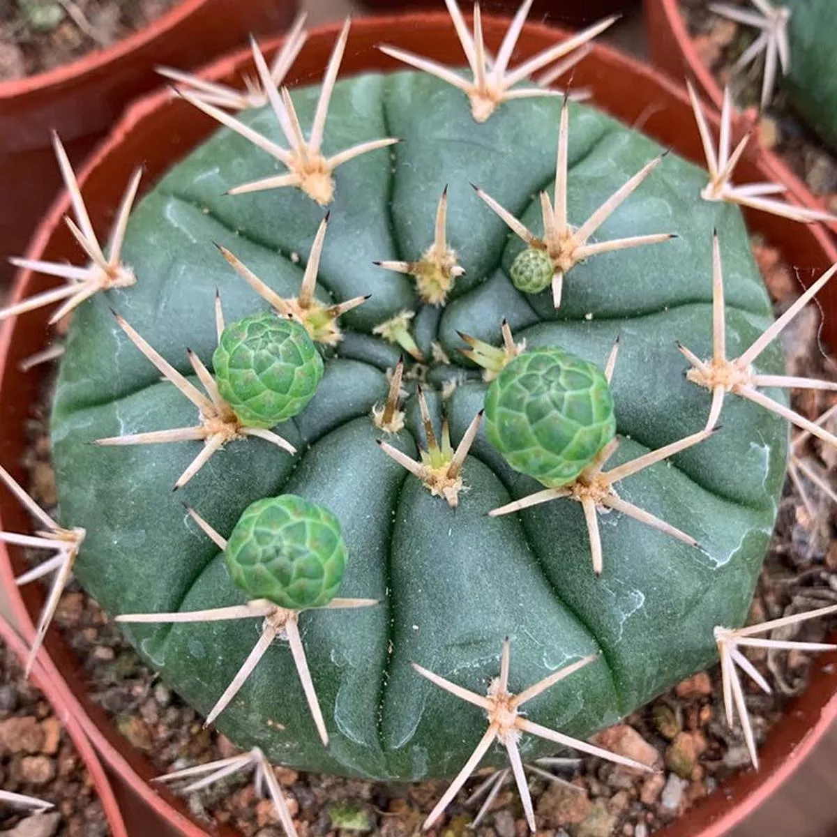 Real Live Succulent Cactus Plant :Gymnocalycium eurypleurum