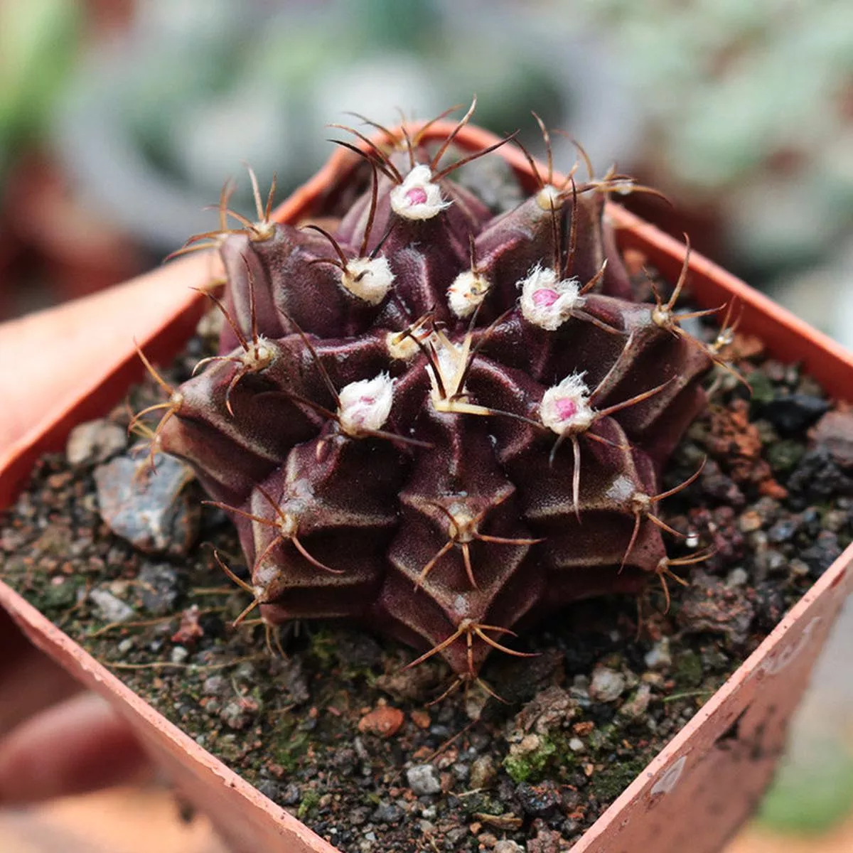 Real Live Succulent Cactus Plant :Gymnocalycium stenopleurum