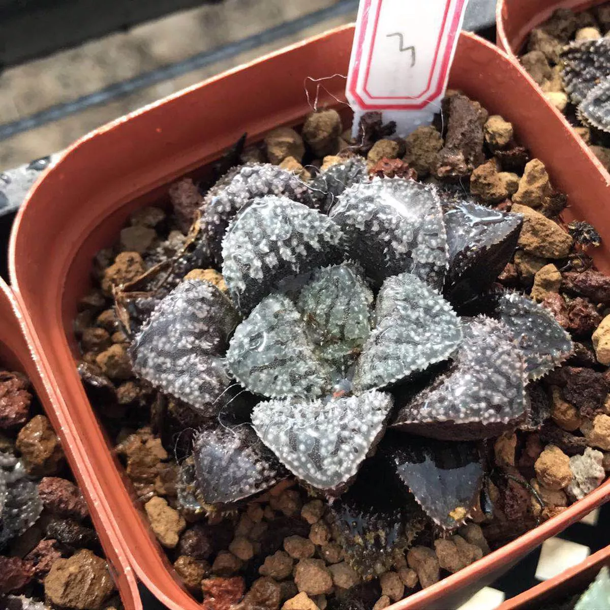 Real Live Succulent Cactus Plant :Haworthia Blue Diamond