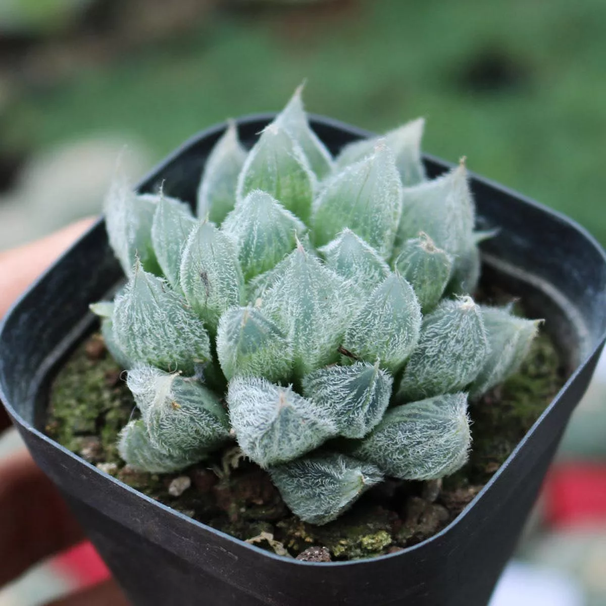 Real Live Succulent Cactus Plant :Haworthia cooperi var. venusta