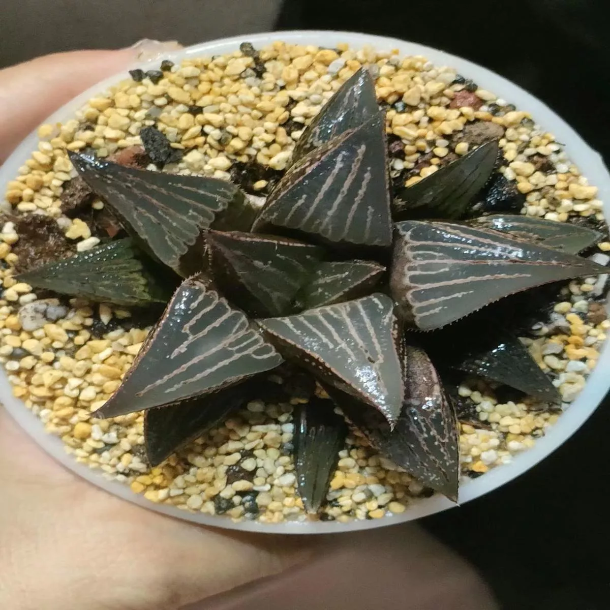 Real Live Succulent Cactus Plant :Haworthia mirabilis var. badia