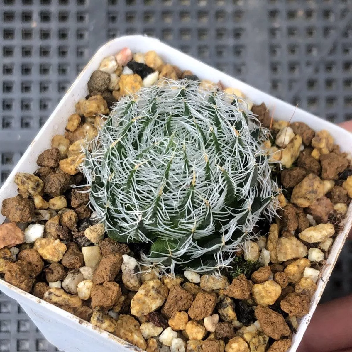 Real Live Succulent Cactus Plant :Haworthia semiviva