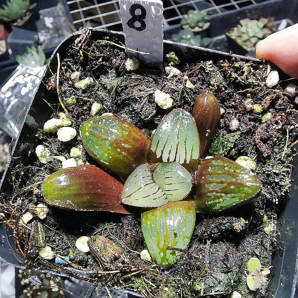 Real Live Succulent Cactus Plant :Haworthia springbokvlakensis