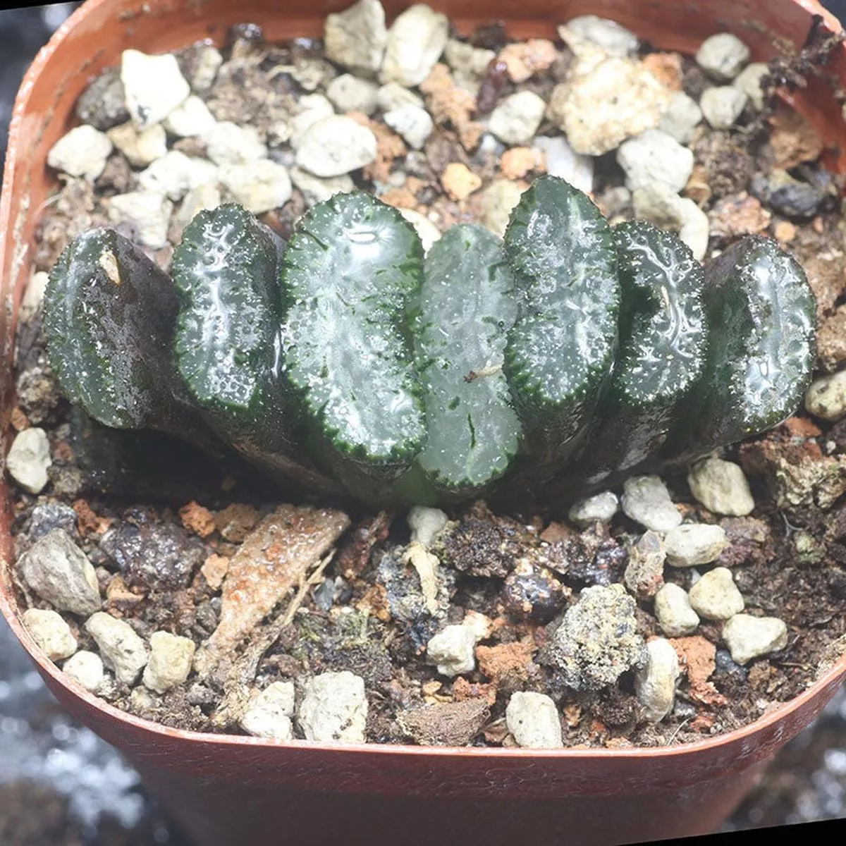 Real Live Succulent Cactus Plant :Haworthia truncata’Araiso ’