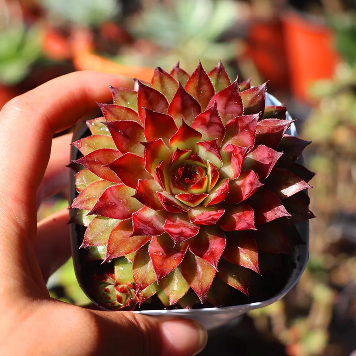 Real Live Succulent Cactus Plant :’HONGZUAN ’