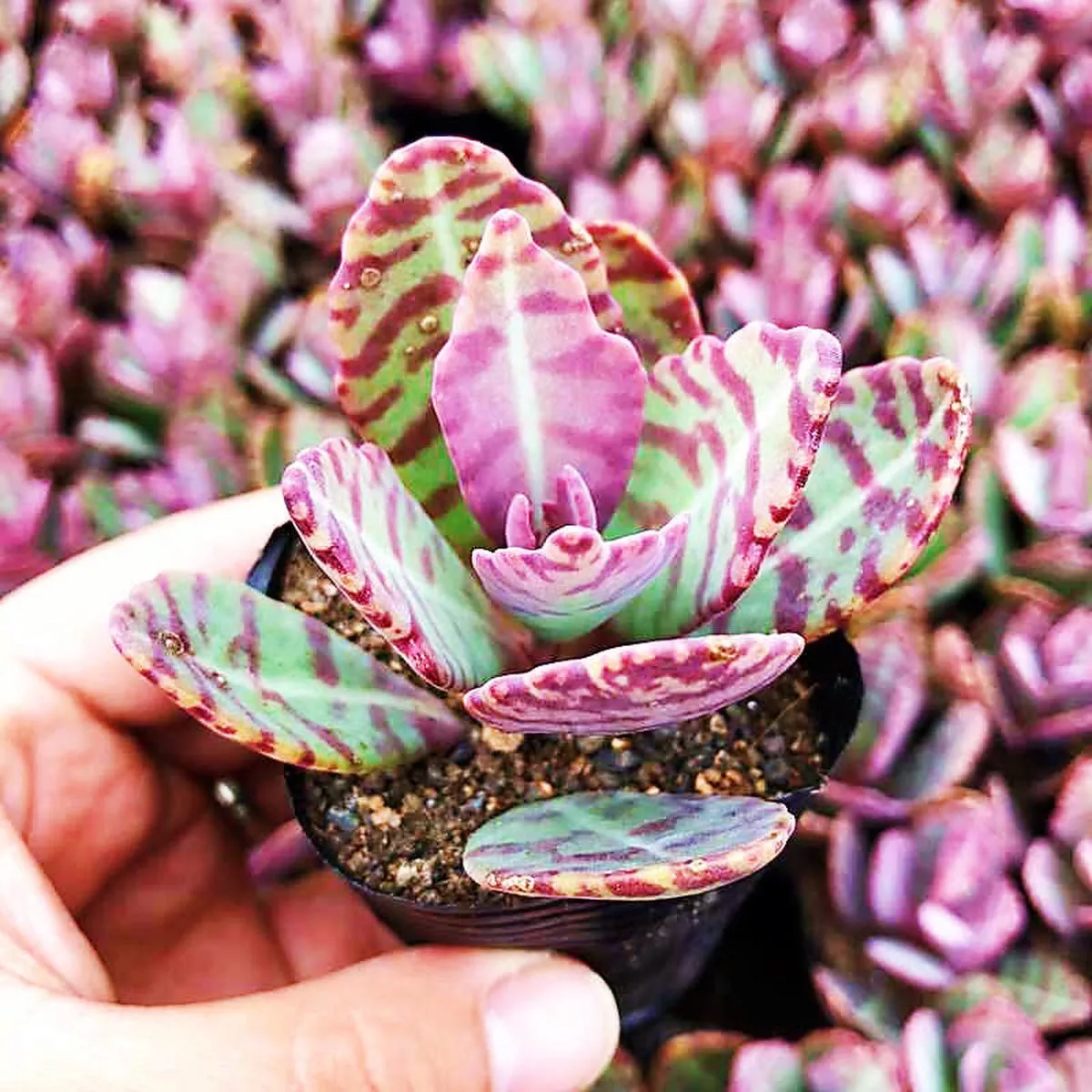 Real Live Succulent Cactus Plant :Kalanchoe marmorata Baker