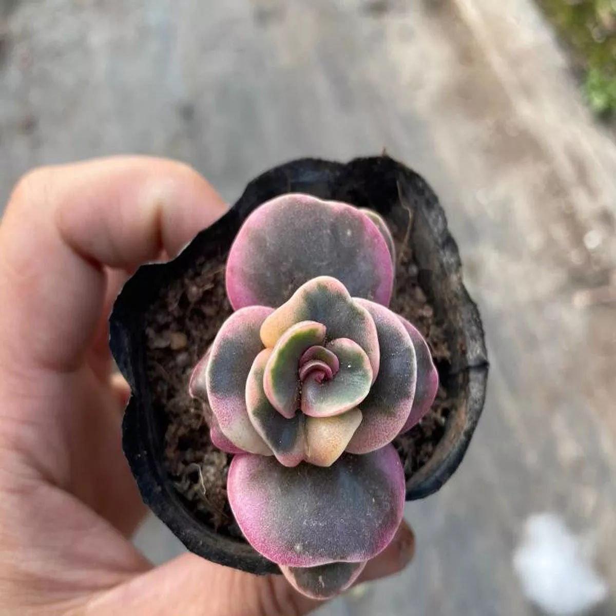 Real Live Succulent Cactus Plant :Kalanchoe rotundifolia (Haw.) Haw. variegata