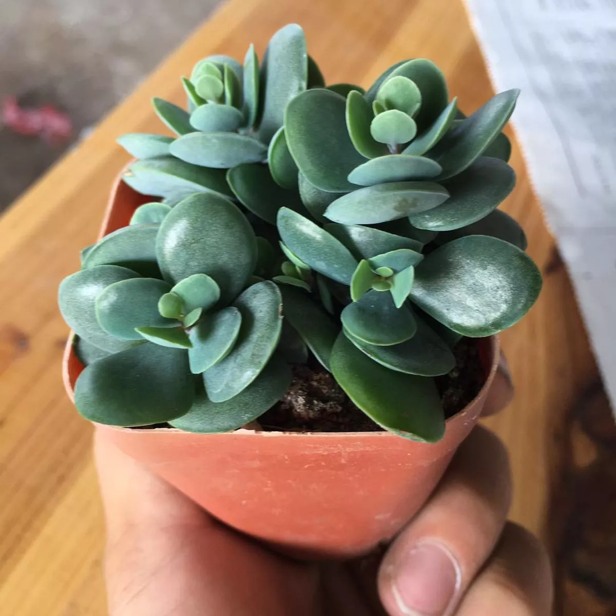 Real Live Succulent Cactus Plant :Kalanchoe rotundifolia (Haw.) Haw.