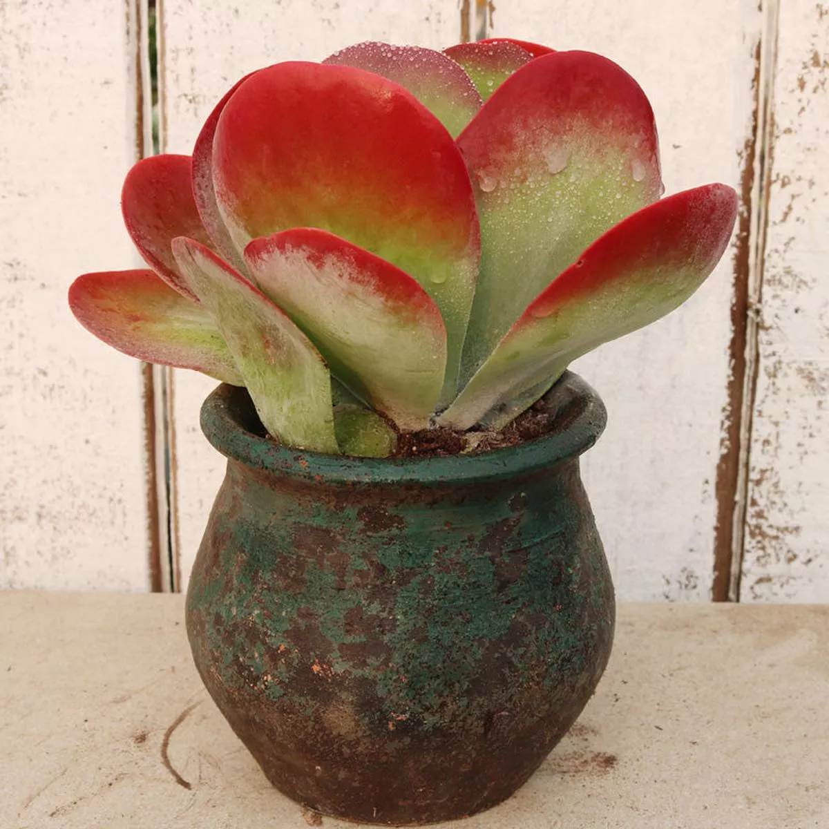 Real Live Succulent Cactus Plant :Kalanchoe Thyrsiflora
