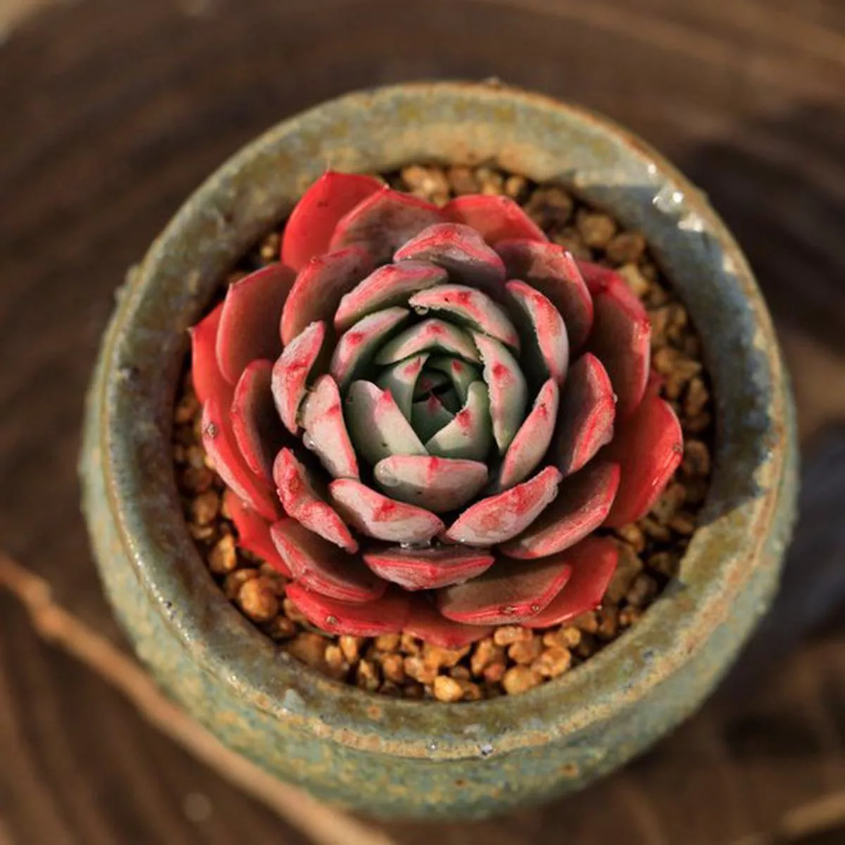 Real Live Succulent Cactus Plant :’LINJIEANNA ’
