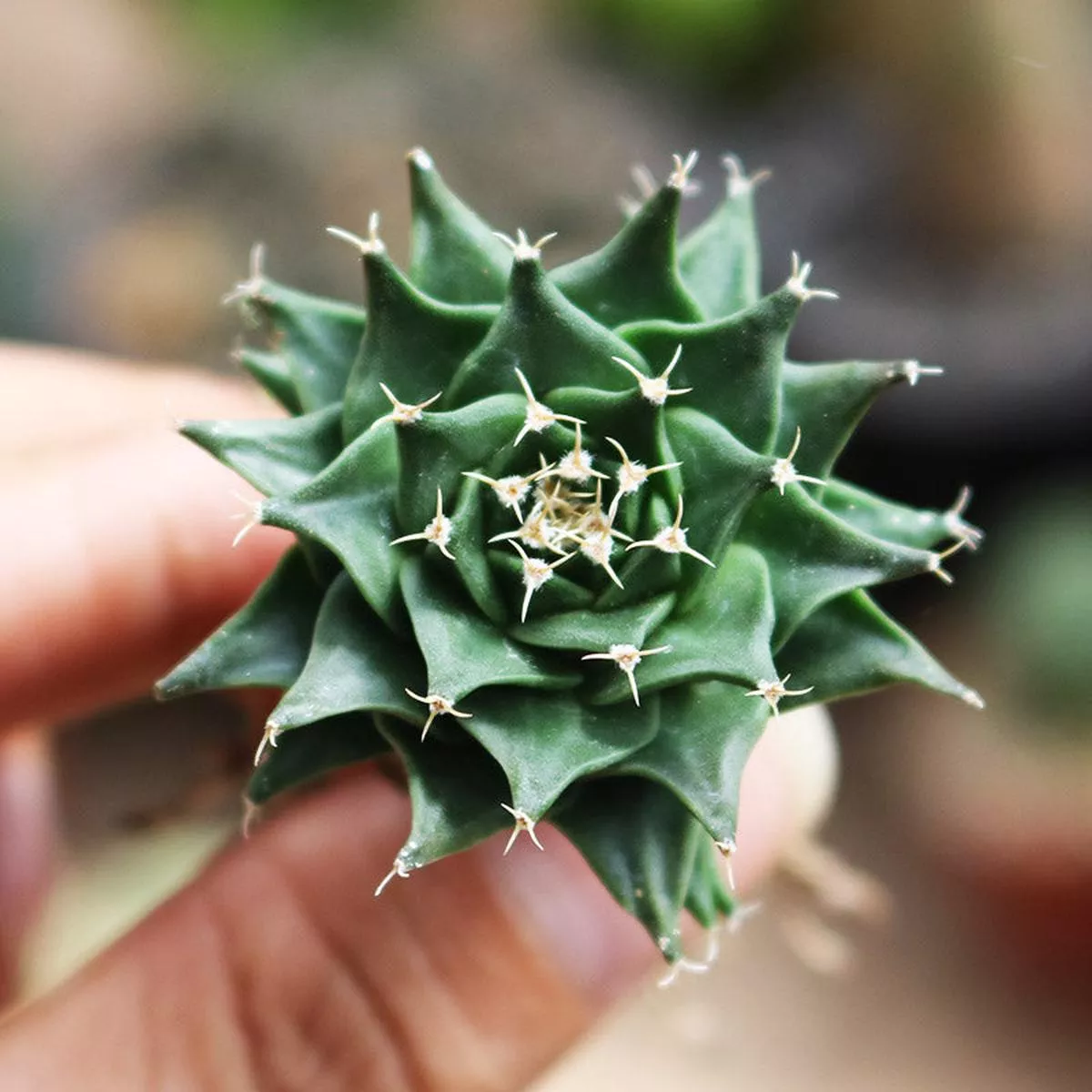 Real Live Succulent Cactus Plant :Obregonia Denegrii