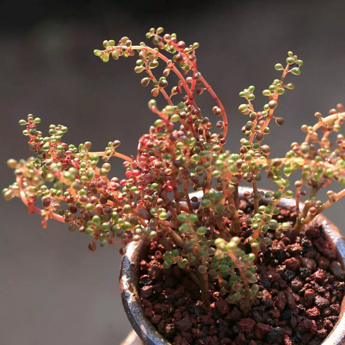 Real Live Succulent Cactus Plant :Pilea Serpyllacea Globosa