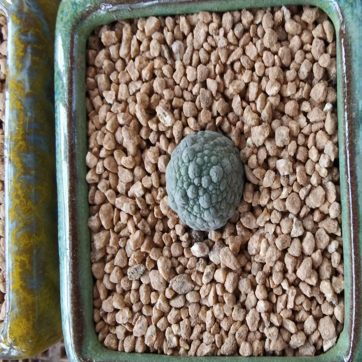 Real Live Succulent Cactus Plant :Pseudolithos migiurtinus