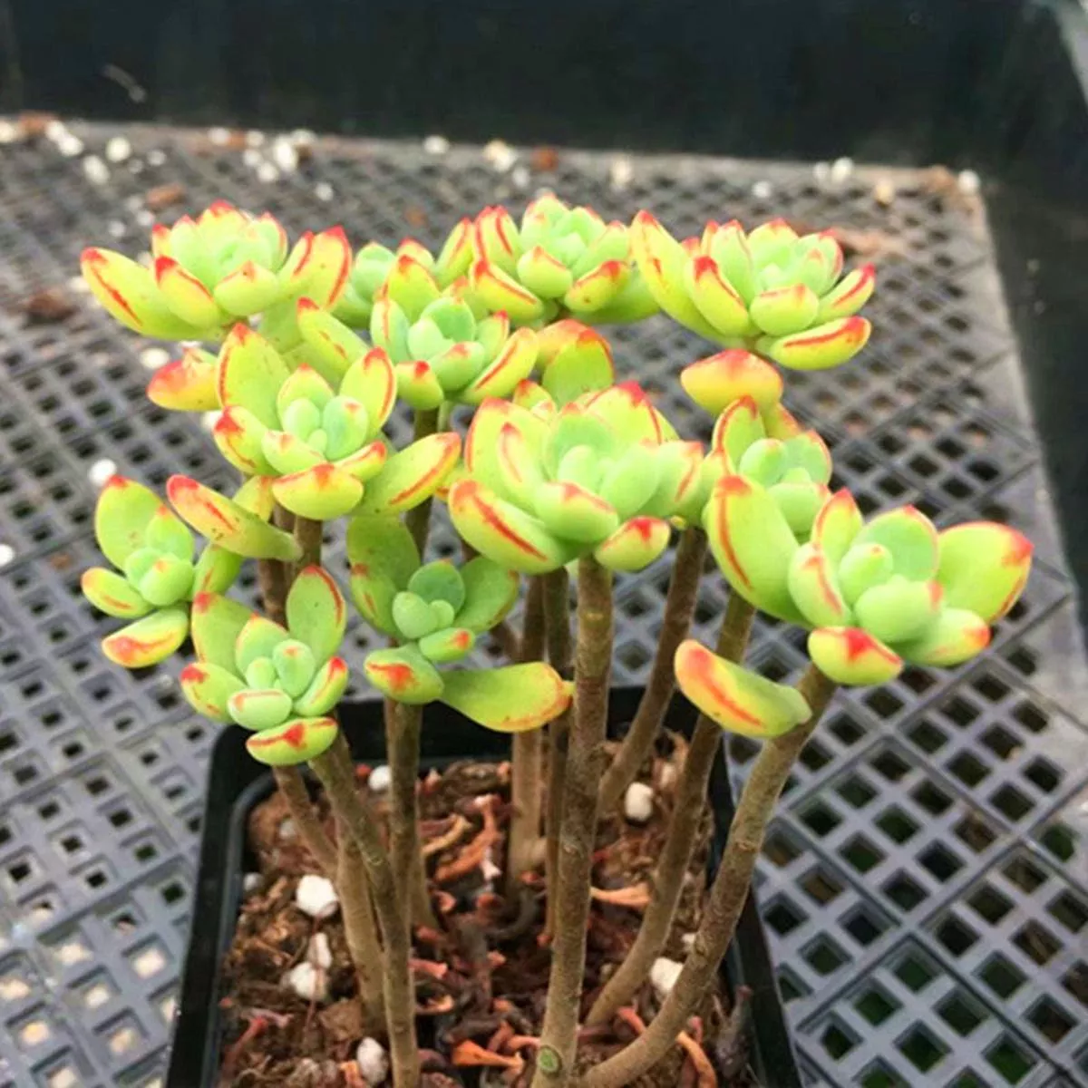 Real Live Succulent Cactus Plant :’SAIDUONA ’