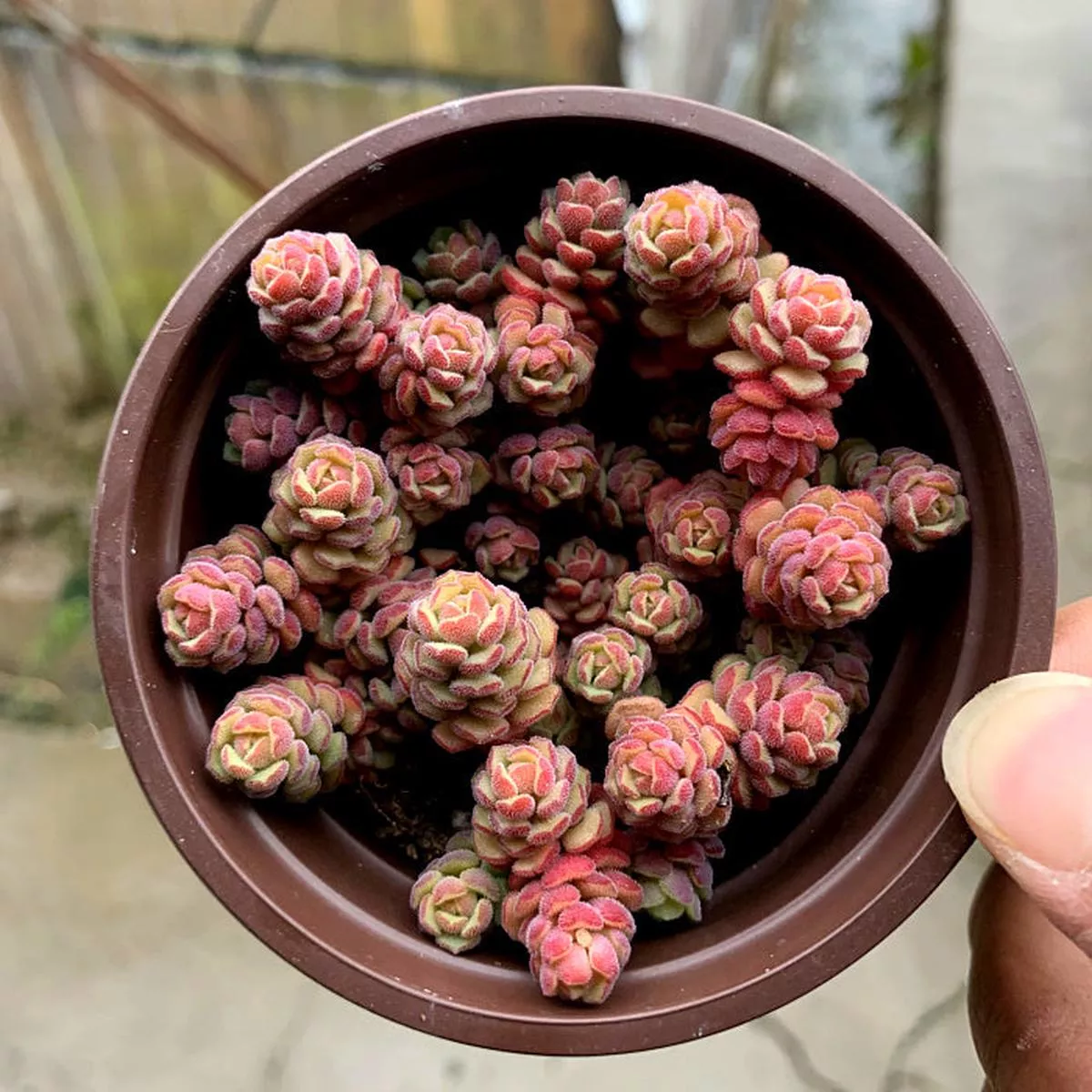 Real Live Succulent Cactus Plant :Sedum diffusum S. Watson