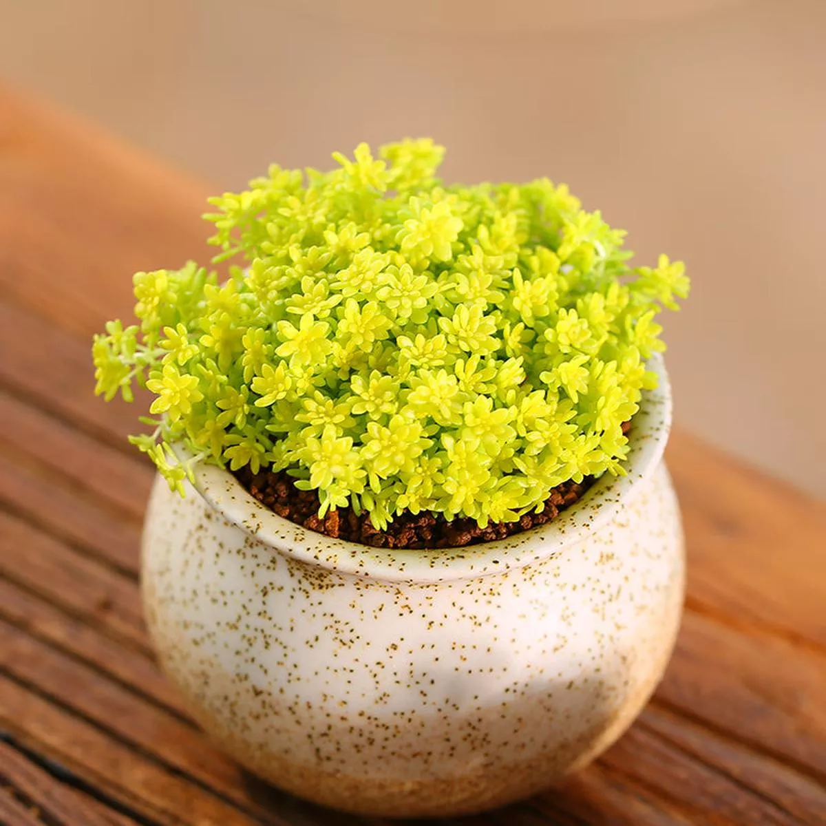 Real Live Succulent Cactus Plant :Sedum hispanicum var. minus’Aureum ’ Goldmoss Sedum