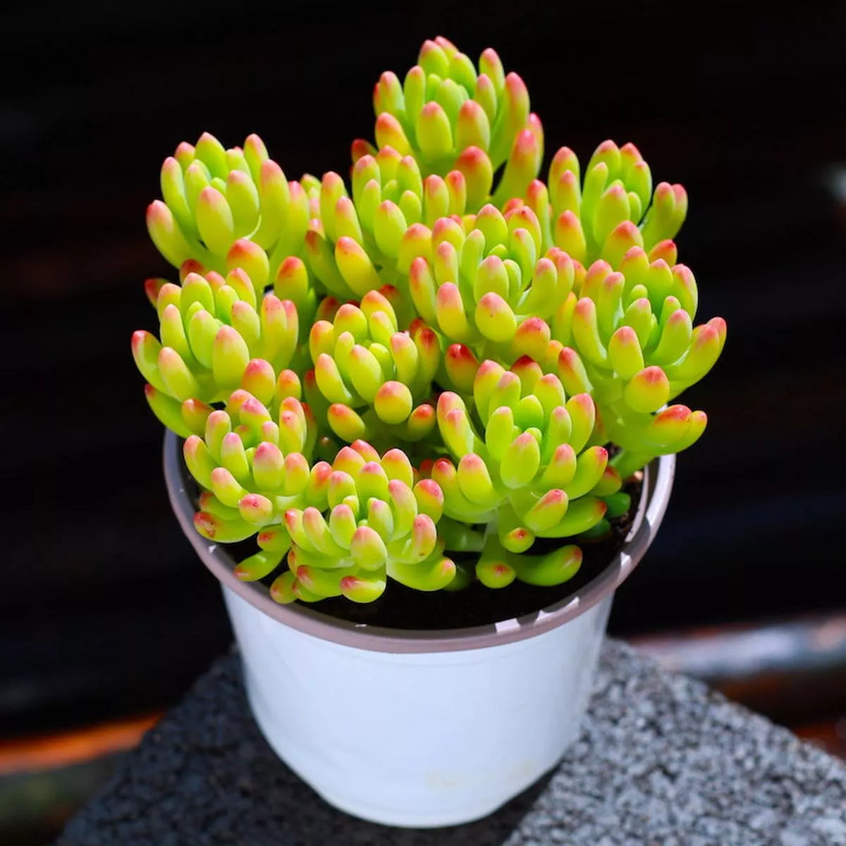 Real Live Succulent Cactus Plant :Sedum’Lemon Finger ’