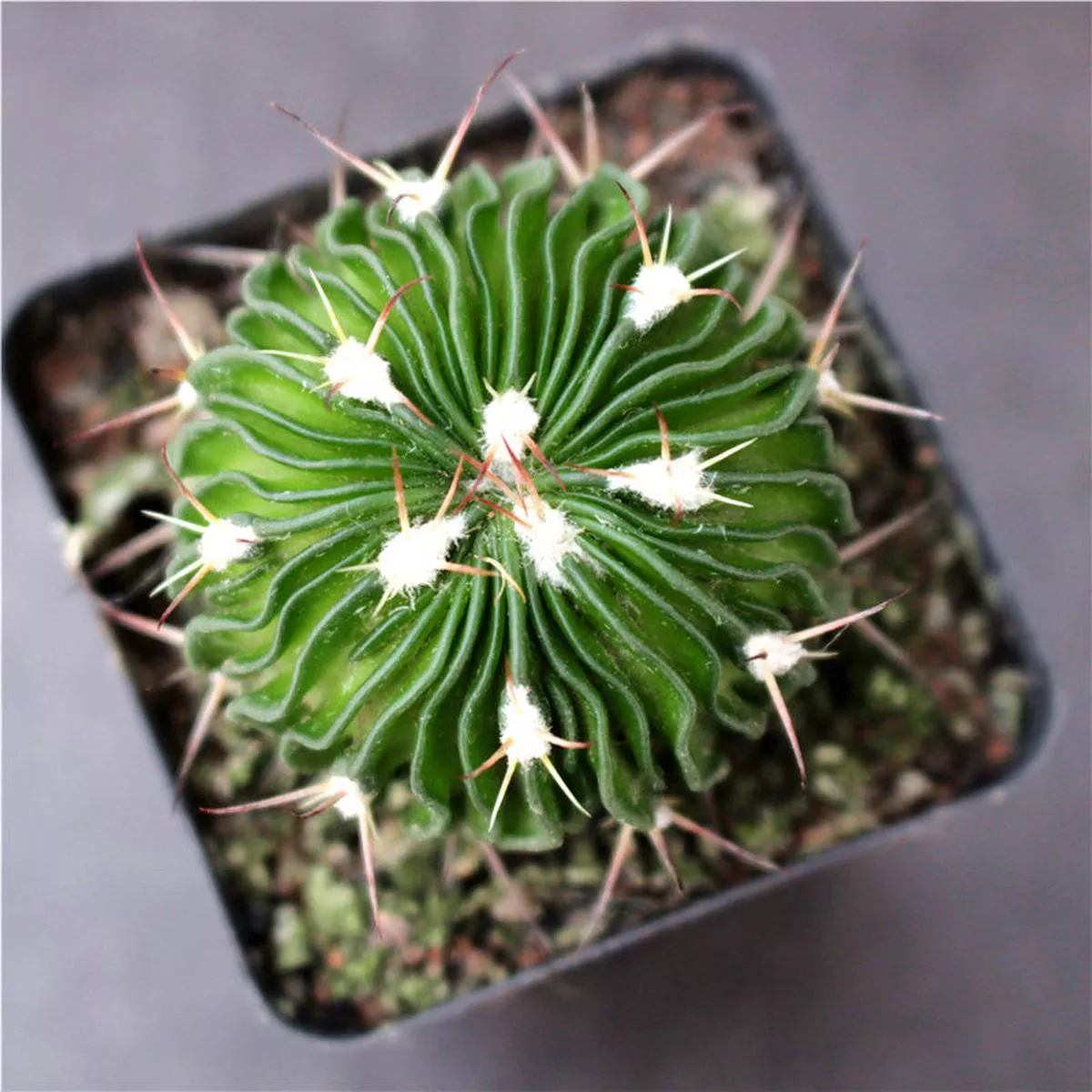 Real Live Succulent Cactus Plant :Stenocactus Multicostatus variegata