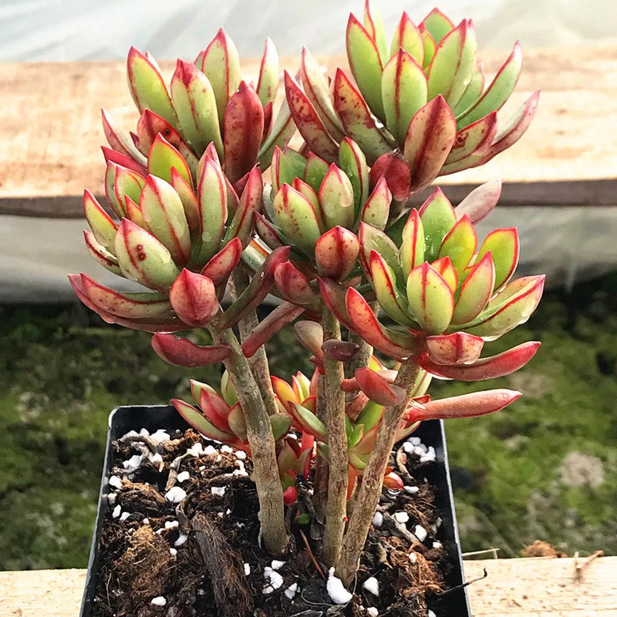 Real Live Succulent Cactus Plant :Tangerance