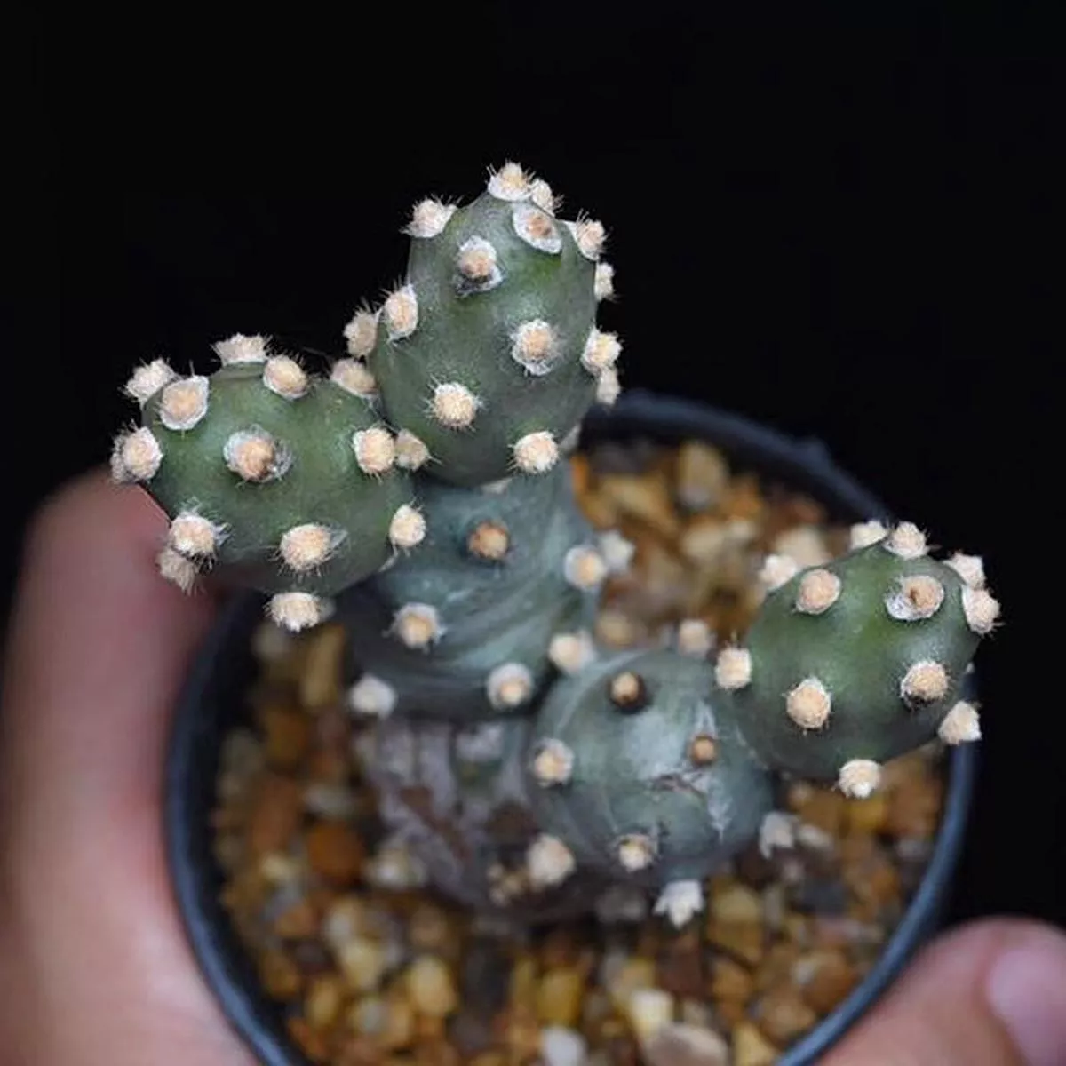 Real Live Succulent Cactus Plant :Tephrocactus molinensis