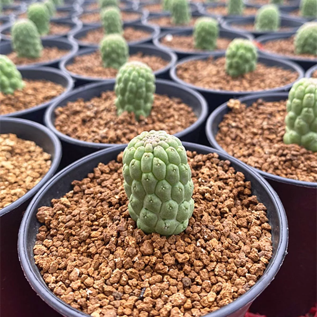 Real Live Succulent Cactus Plant :Trichocaulon cactiforme Larryleachia cactiformis