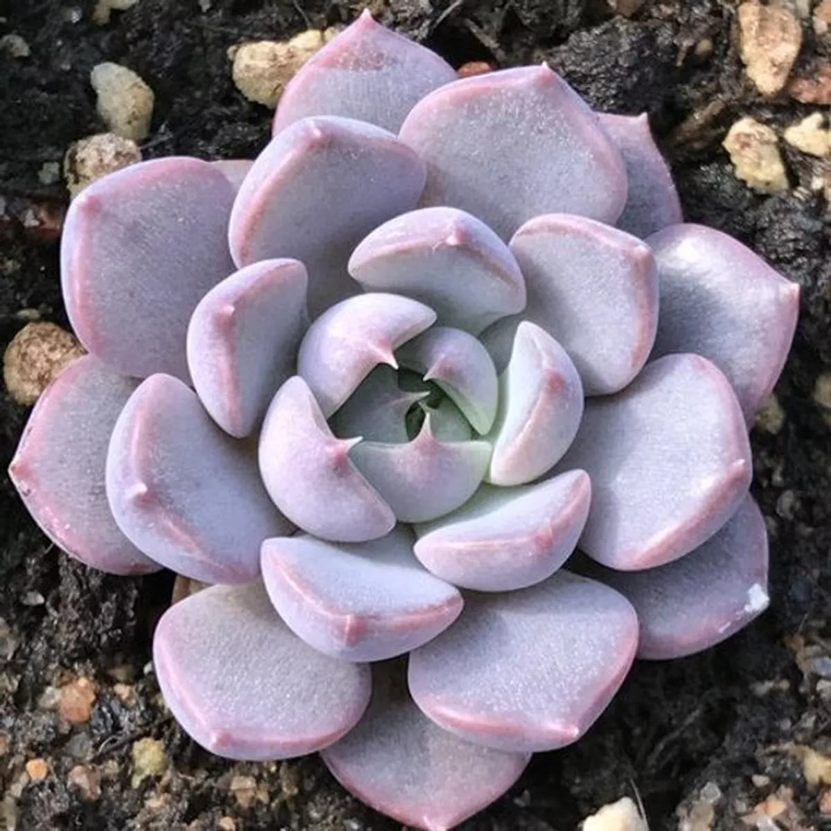 Real Live Succulent Cactus Plant :’XIAMENG ’’Summer Dream ’