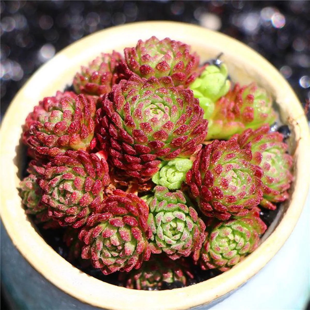 Real Live Succulent Cactus Plant :’XIAOHEIYI ’