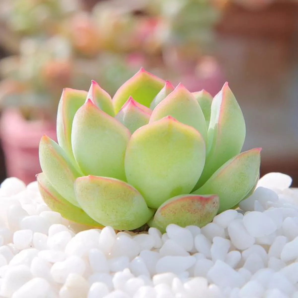 Real Live Succulent Cactus Plant :’XIXILI ’