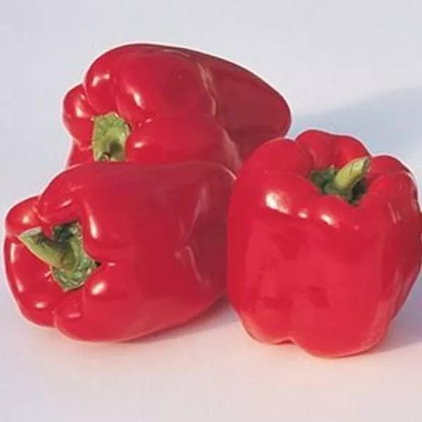 Red Ace Carrot Pepper Plant – 4 Inch Container