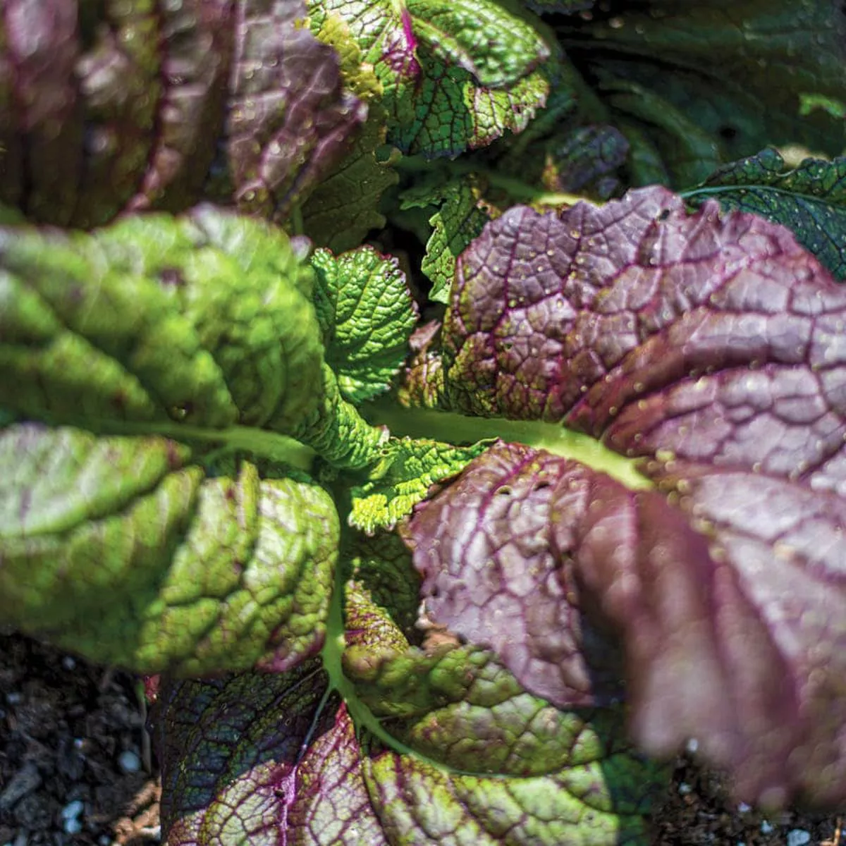 Red Giant Mustard Microgreens (1 oz)
