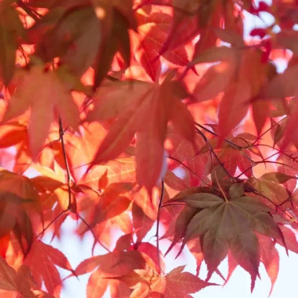 Red Sunset Maple – 25 Gallon ( 8 -9 ft. )