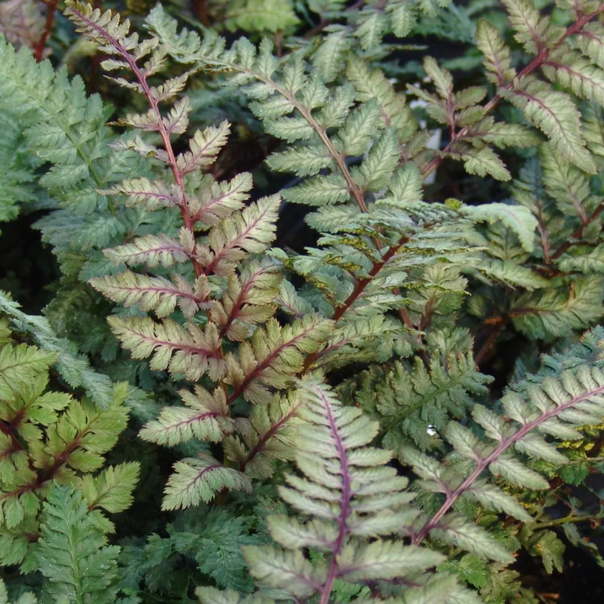 ’Regal Red ’ Japanese Painted Fern (Athyrium)