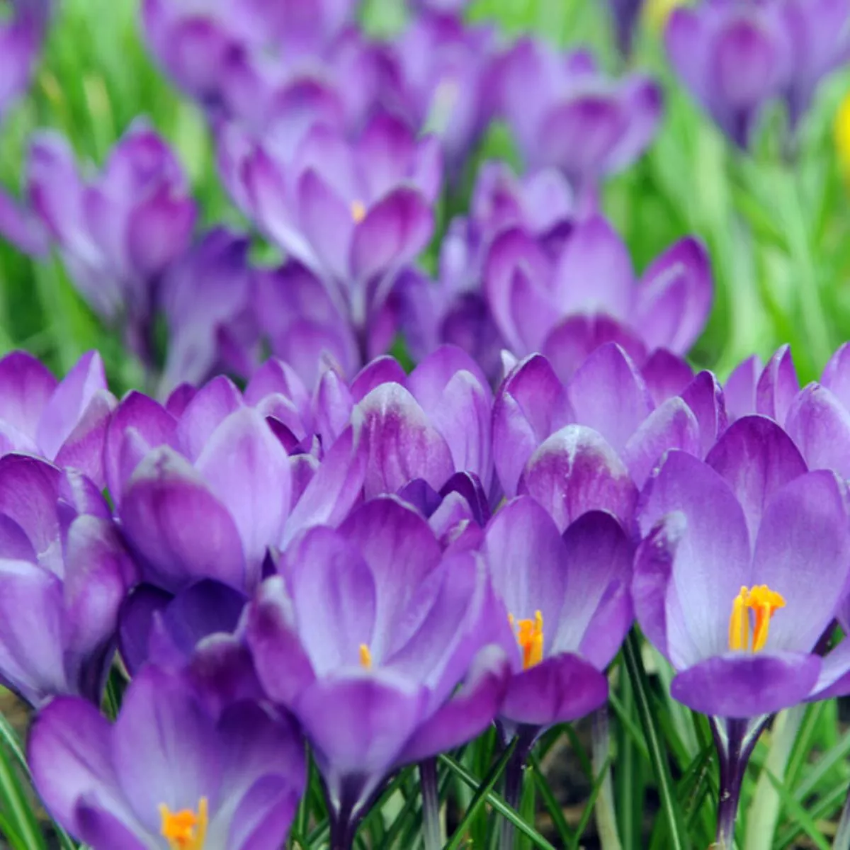 ’Remembrance ’ Large Flowering Crocus