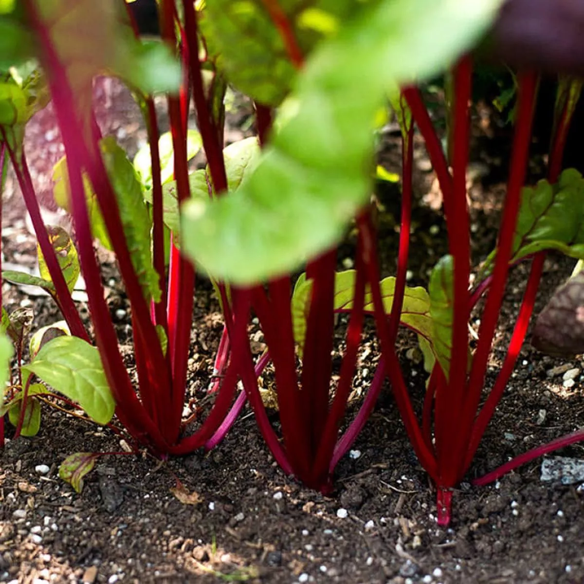 Rhubarb Swiss Chard (55 Days)