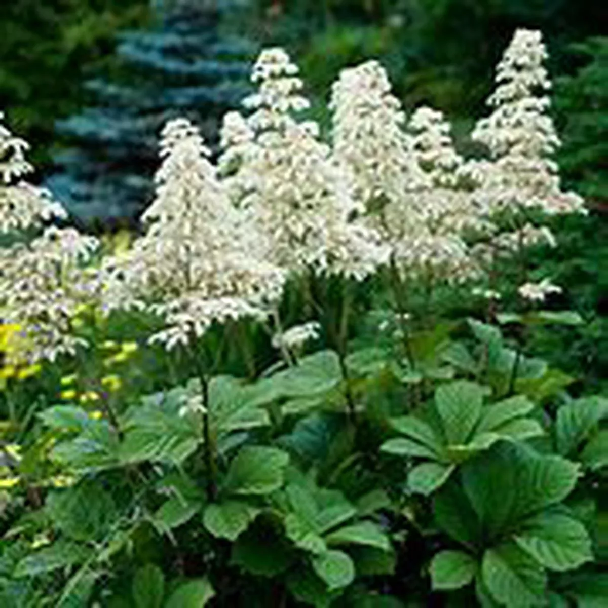 Rodgersia – Aesculifolia